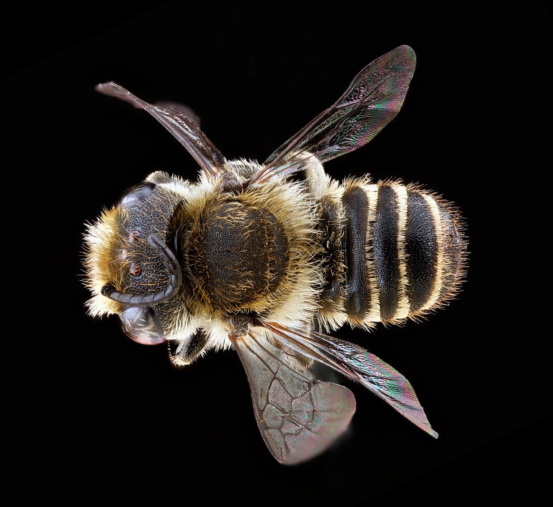 Мегахила округлая-Megachile rotundata ( Fabricius ,1787)