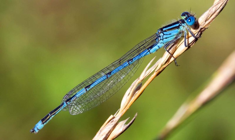 Erythromma lindenii