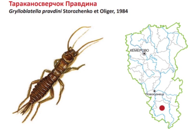 Странные насекомые