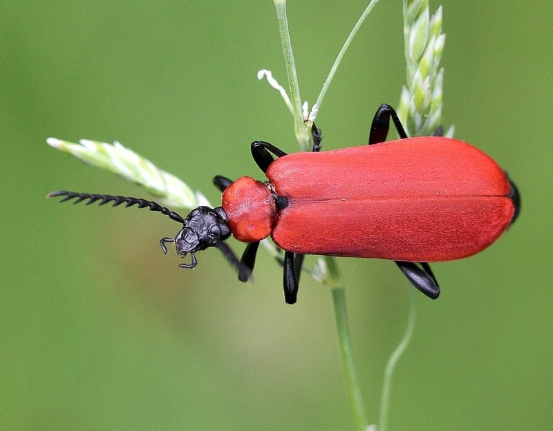 Pyrochroa coccinea
