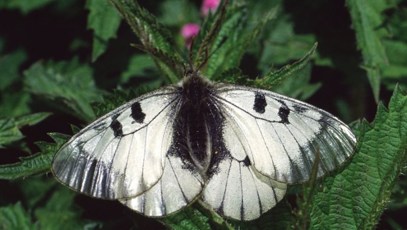 Мнемозина (Parnassius Mnemosyne)