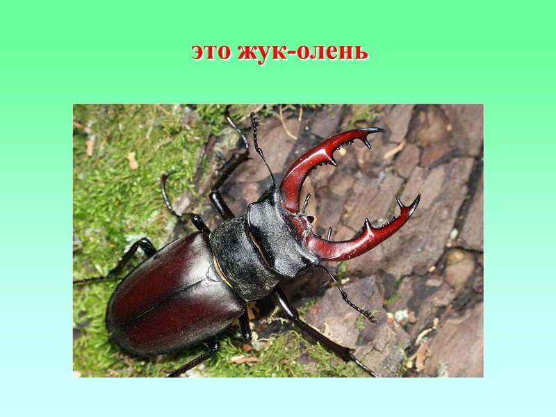 Систематика жука оленя