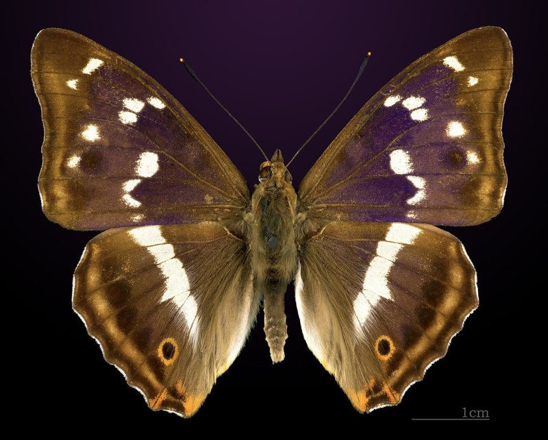 Apatura Iris бабочка