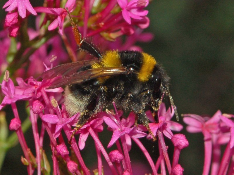 Bombus ruderatus Fabricius, 1775
