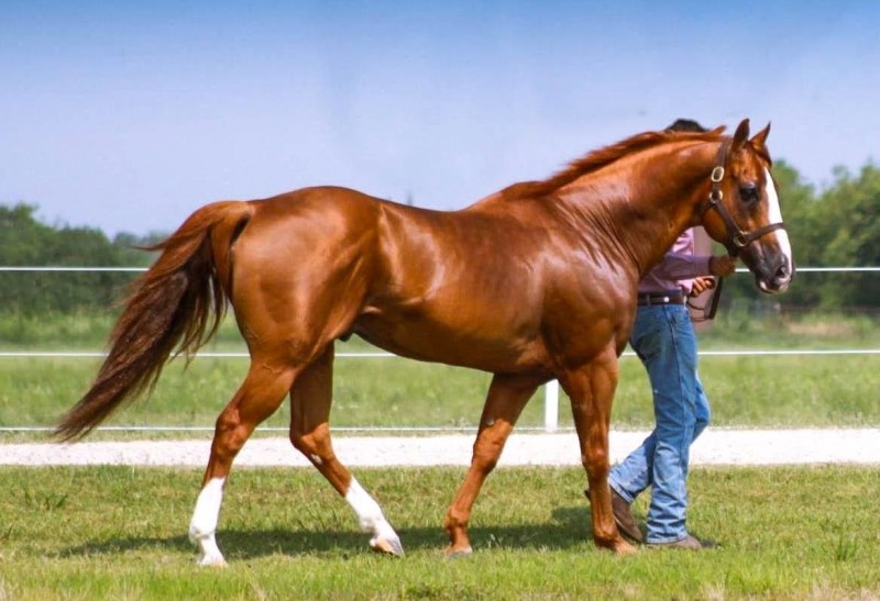 Американская Quarter Horse