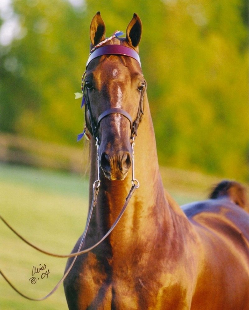 American Saddlebred лошадь