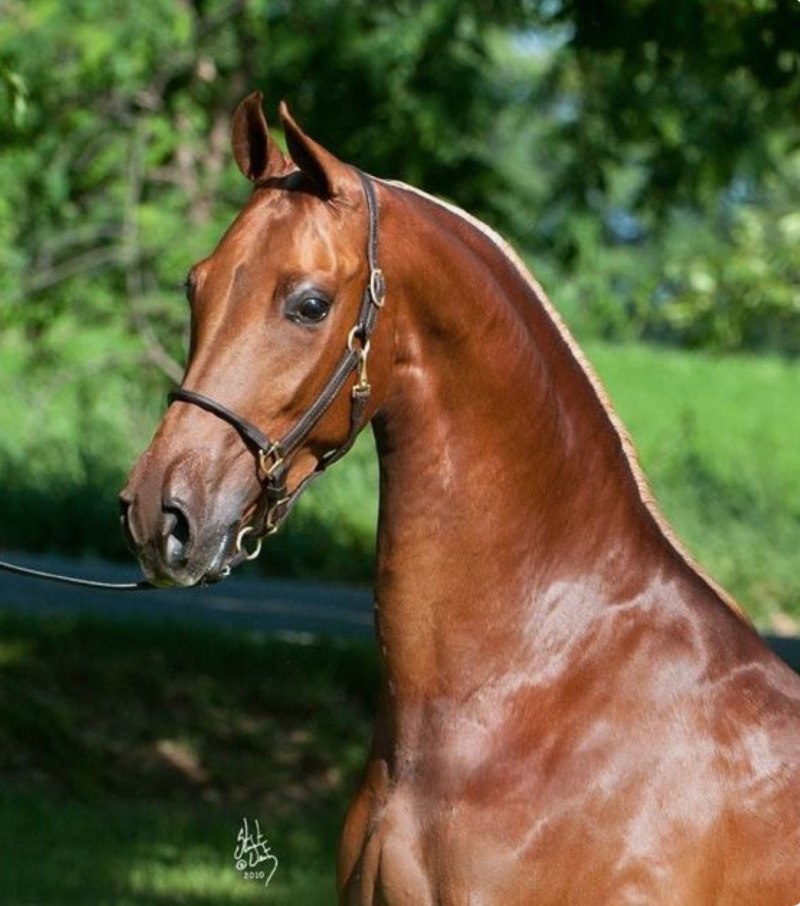 American Saddlebred лошадь