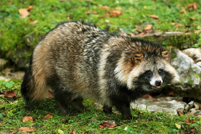 Ласка (Mustela nivalis)