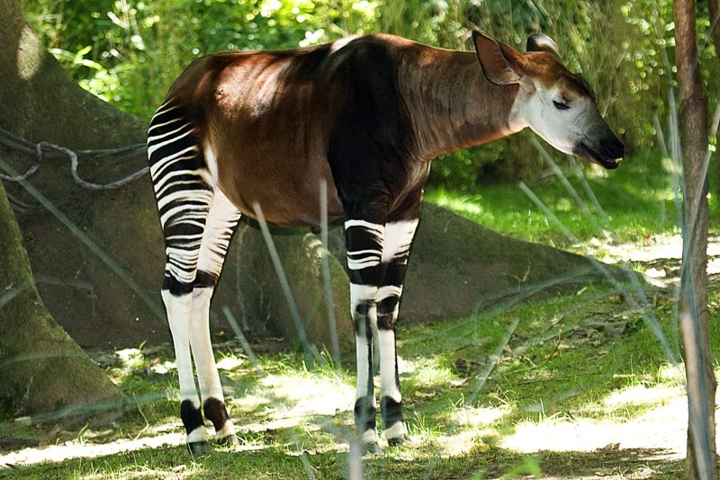 Горностай (Mustela erminea)