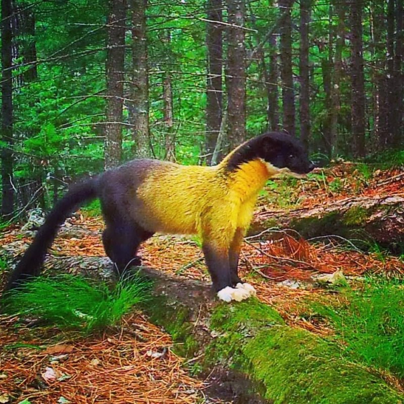 Ласка (Mustela nivalis)