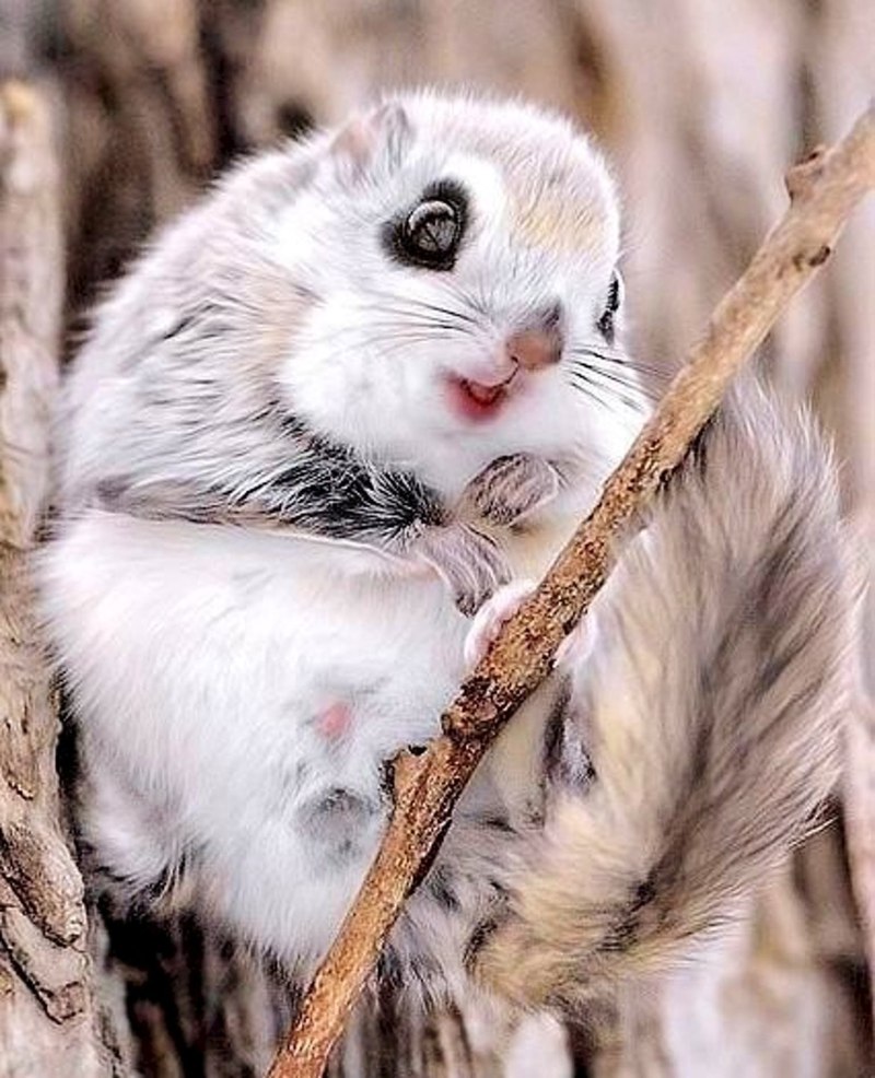 Коричневая Панда Кизай