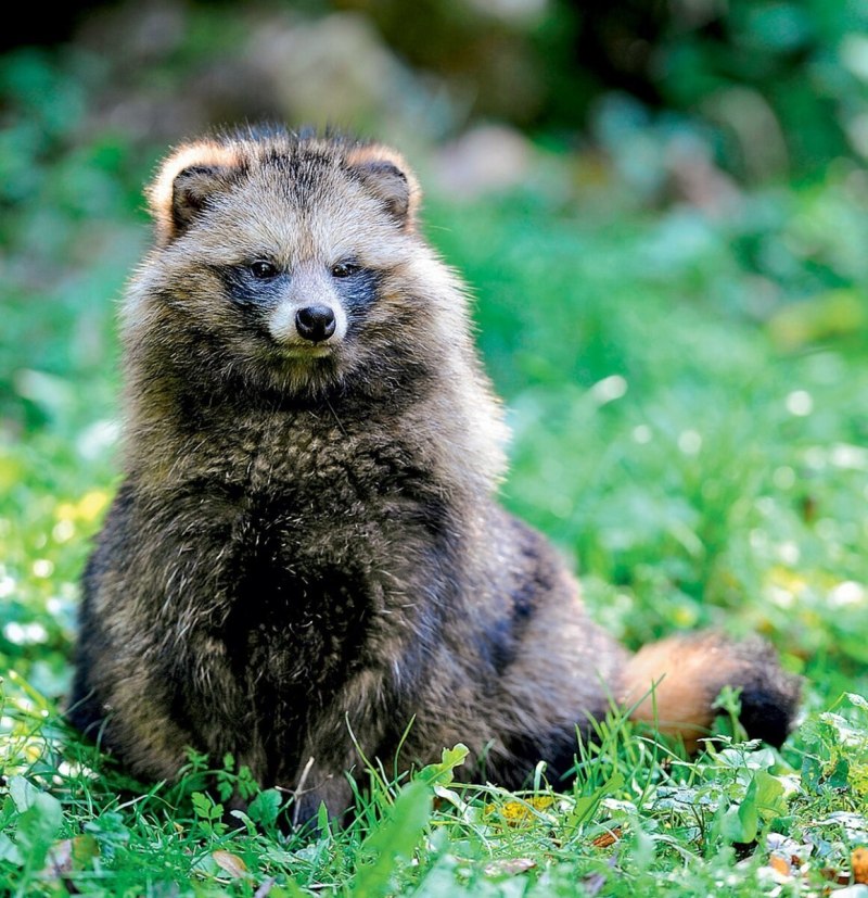 Малая Панда (Ailurus Fulgens