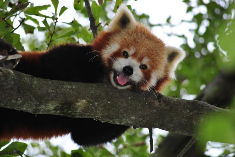 Japanese Badger