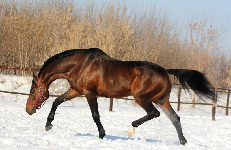 Вестфальская лошадь