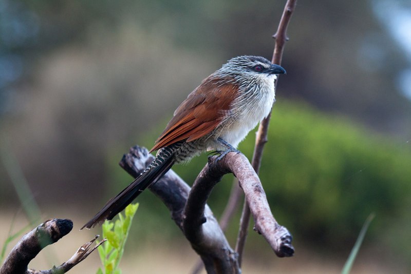 Rufous-Vented ground Cuckoo