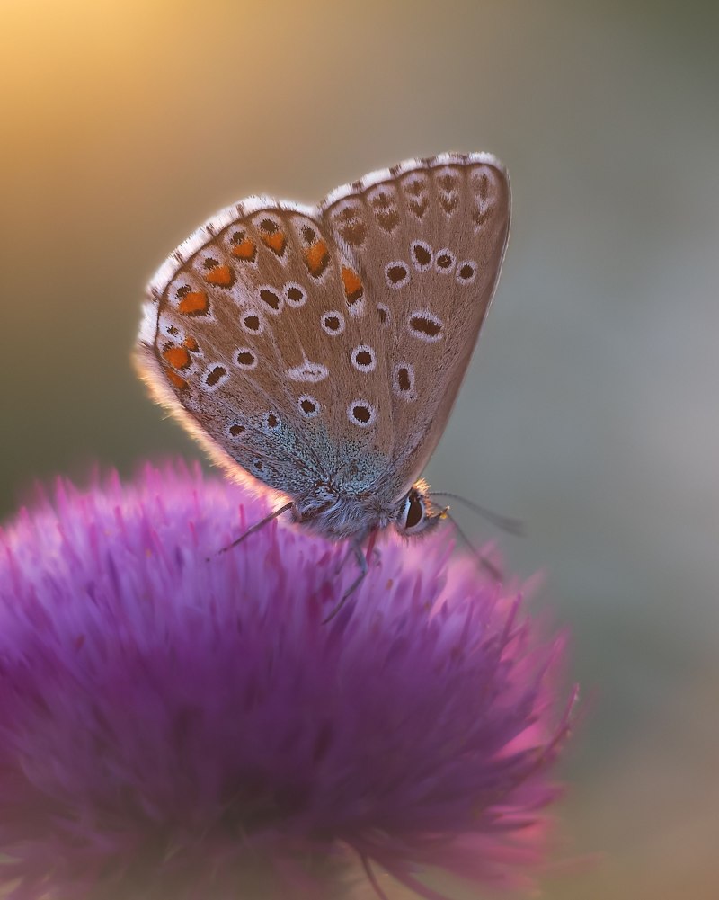 Голубянка Икар (Polyommatus Icarus).