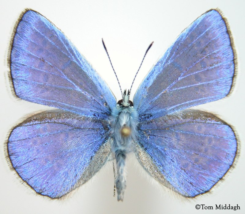 Голубянка Икар (Polyommatus Icarus).