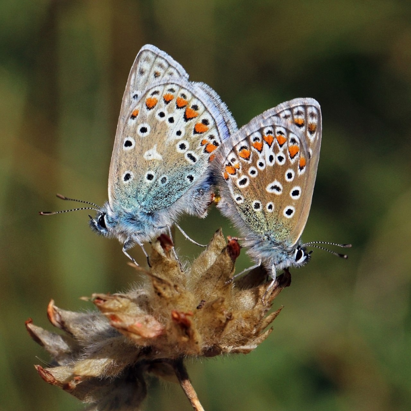 Голубянка Икар (Polyommatus Icarus).