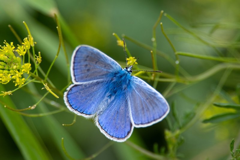 Голубянка Икар (Polyommatus Icarus).