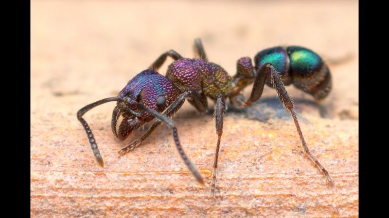 Rhytidoponera aspersa