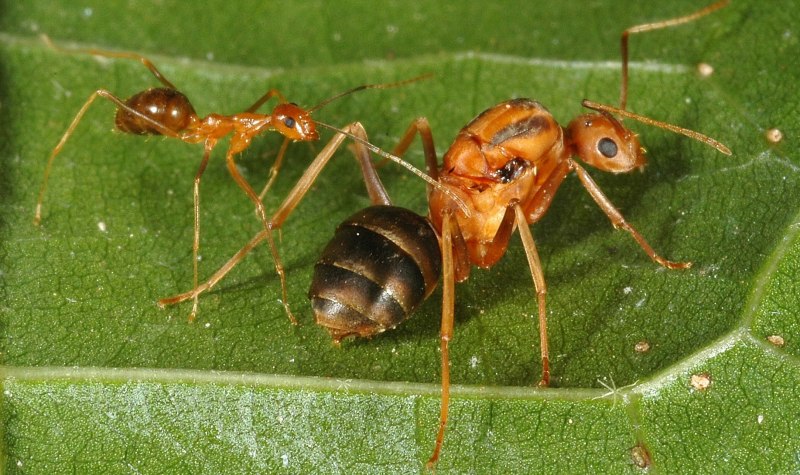 Желтые муравьи anoplolepis gracilipes