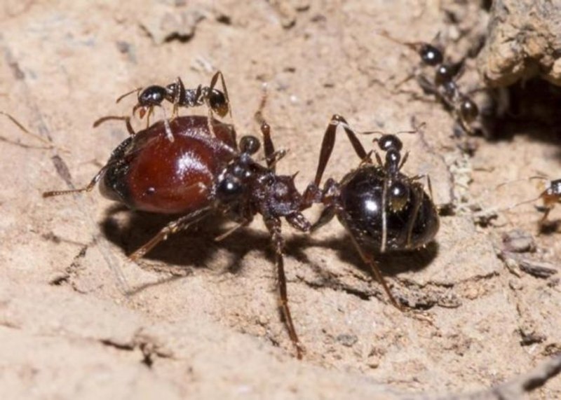 Carebara melasolena