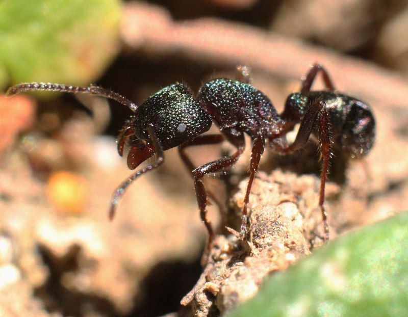 Rhytidoponera Metallica муравей