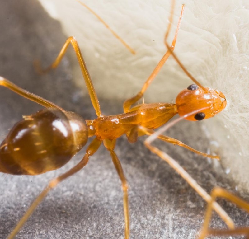 Муравьи «anoplolepis gracilipes»