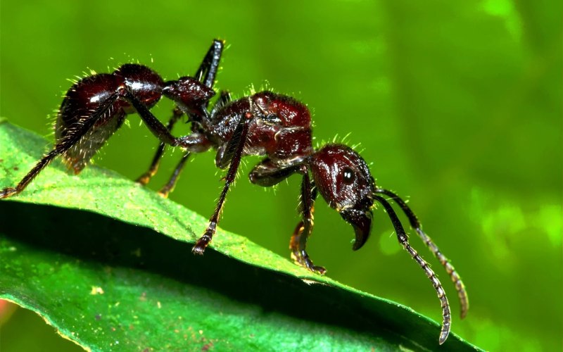Муравей Paraponera clavata