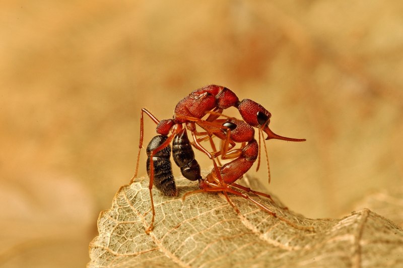 Harpegnathos Saltator cruentatus
