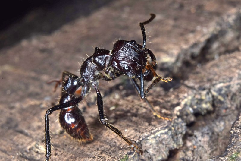 Paraponera clavata
