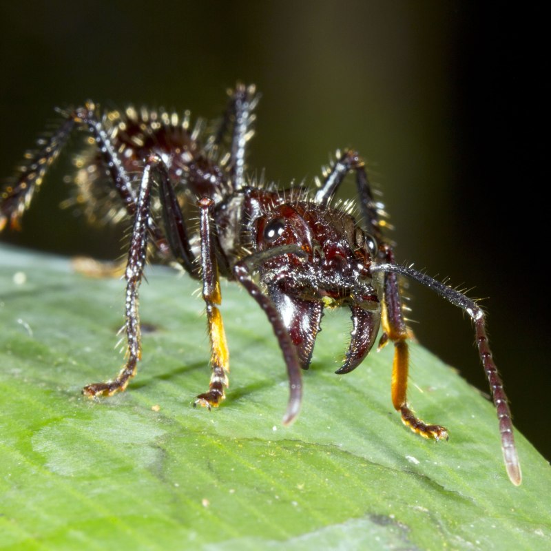 Paraponera clavata