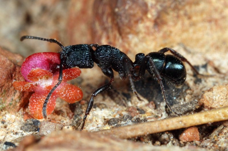 Rhytidoponera Metallica муравей