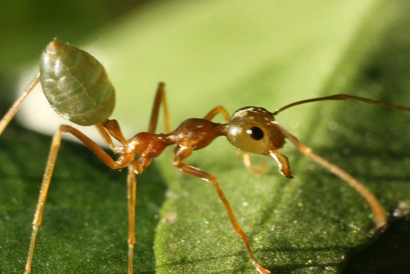 Муравьи Oecophylla