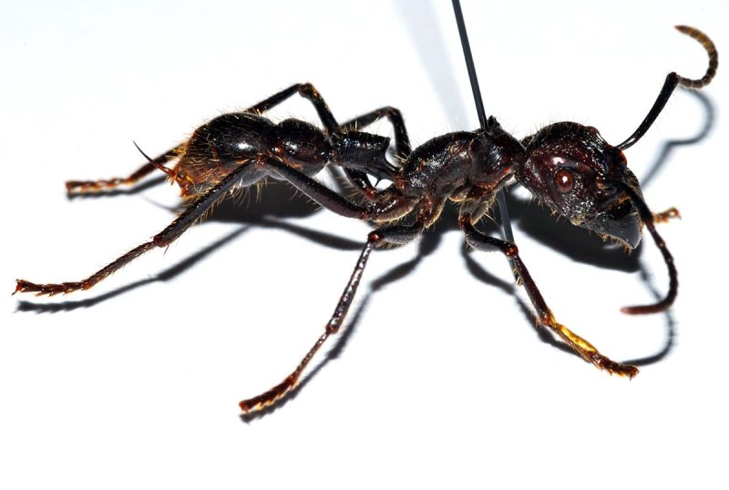 Paraponera clavata муравей-пуля