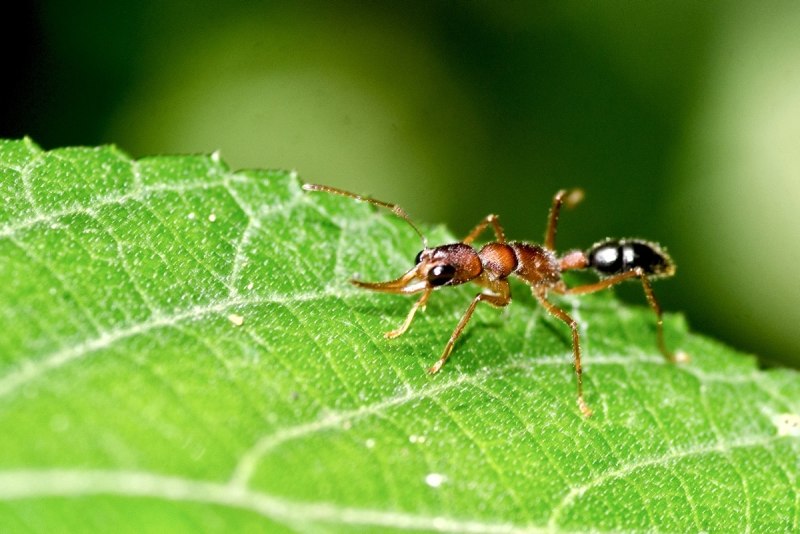 Harpegnathos Saltator