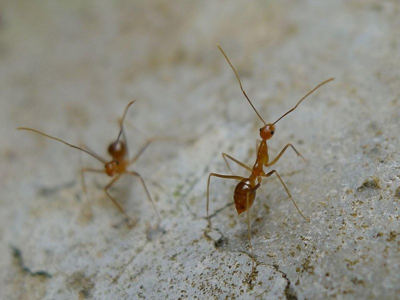 Желтые муравьи anoplolepis gracilipes