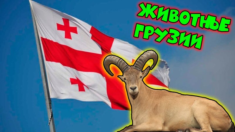 Грузинские животные