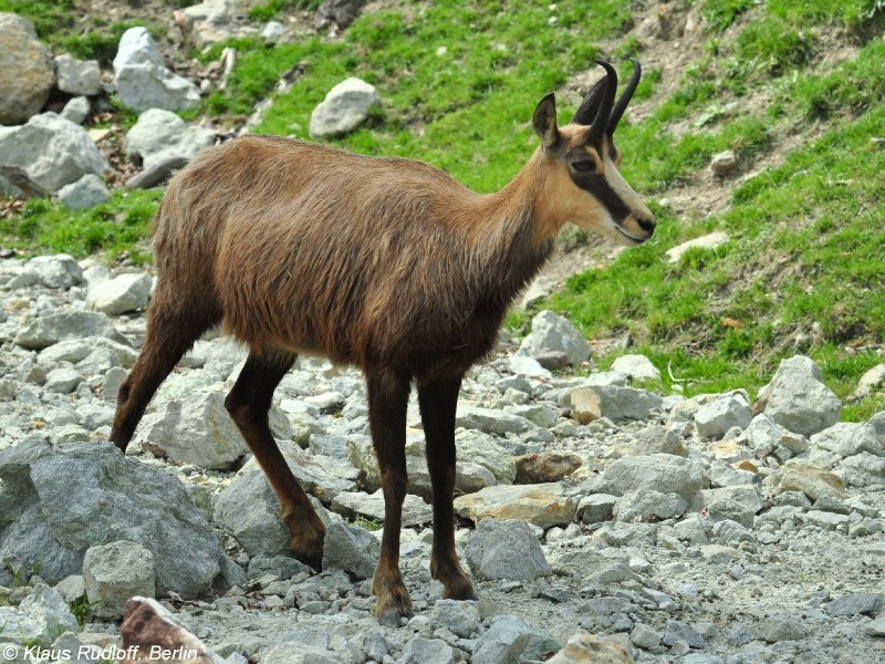 Серна (Rupicapra Rupicapra)