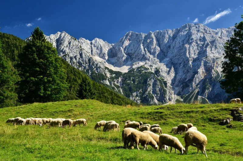 Альпийские Луга Швейцарии с овцами