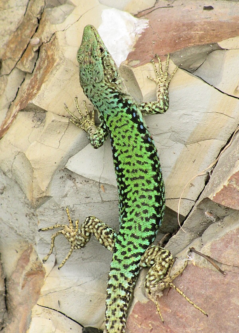 Darevskia Rudis