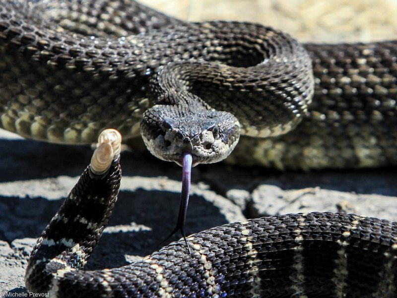 Viper змея