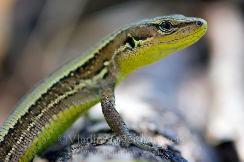 Ящерица Луговая (Lacerta praticola)