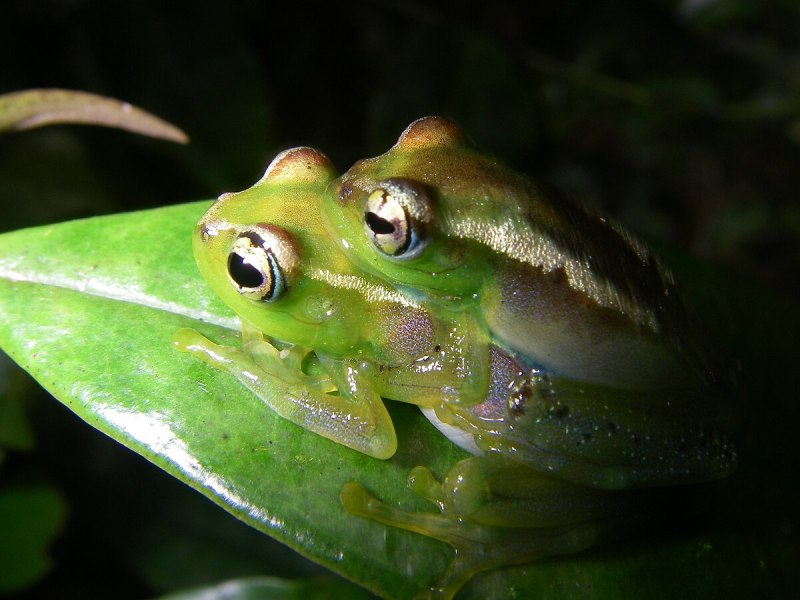 Boophis ulftunni