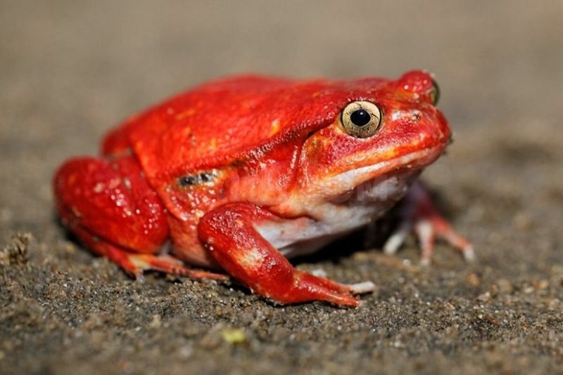 Dyscophus antongilii
