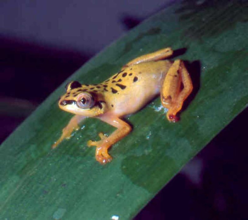 Лягушка Heterixalus madagascariensis