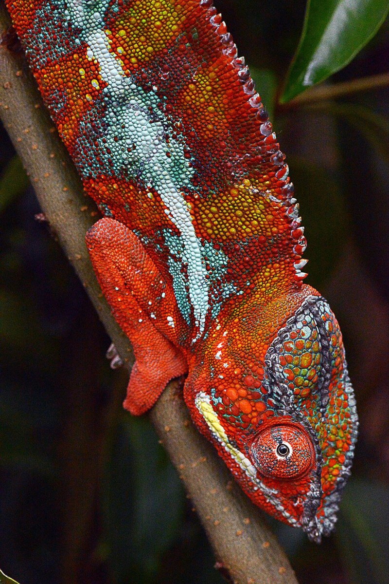 Furcifer labordi
