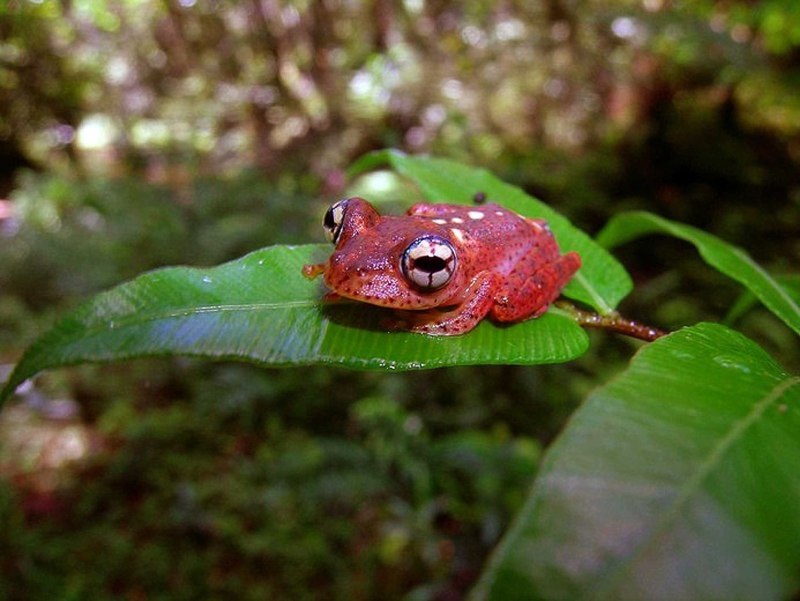 Boophis albipunctatus
