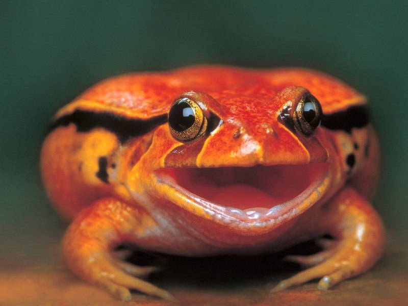 Лягушка-помидор (томатный узкорот, Dyscophus antongilii)