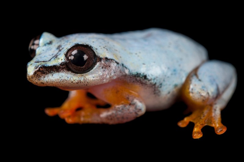 Heterixalus madagascariensis